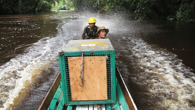 Dua orang teknisi yang akan melepaskan Orangutan di hutan lindung Bukit Batikap, Kalimantan Tengah. FOTO: Regina Safri