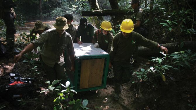 Sejumlah teknisi yang membawa Orangutan yang akan dilepas di hutan lindung Bukit Batikap, Kalimantan Tengah. FOTO: Regina Safri