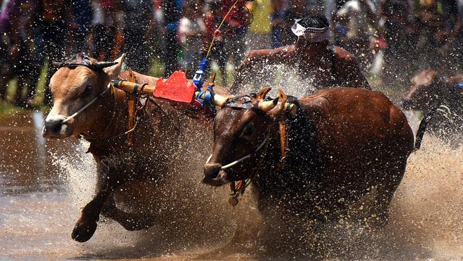 Peserta memacu sapinya pada lomba Karapan Sapi Brujul di Probolinggo, Jawa Timur, 3 April 2016. Karapan sapi brujul merupakan hiburan warga Probolinggo yang diadakan ketika memasuki musim tanam. Antara/Zabur Karuru