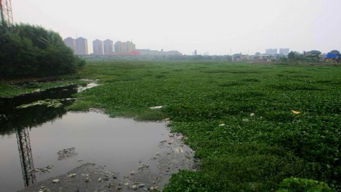 Tanaman eceng gondok memenuhi waduk Ria Rio, Pulogadung, Jakarta Timur, Selasa (20/8). SP/Joanito De Saojoao