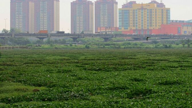 Tanaman eceng gondok memenuhi waduk Ria Rio, Pulogadung, Jakarta Timur, Selasa (20/8). SP/Joanito De Saojoao