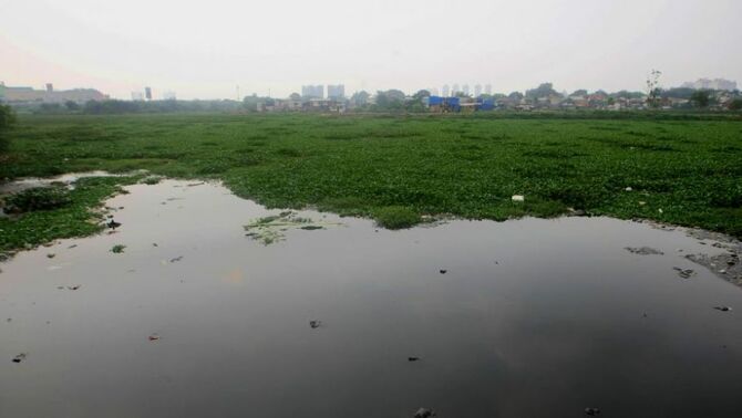 Waduk Ria Rio akan di Normalisasi
Tanaman eceng gondok memenuhi waduk Ria Rio, Pulogadung, Jakarta Timur, Selasa (20/8). SP/Joanito De Saojoao