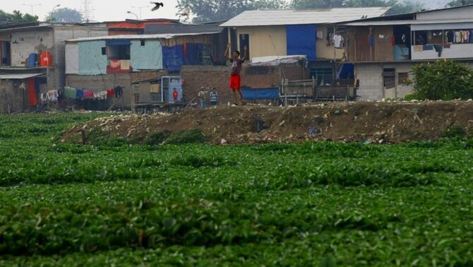 Tanaman eceng gondok memenuhi waduk Ria Rio, Pulogadung, Jakarta Timur, Selasa (20/8). SP/Joanito De Saojoao