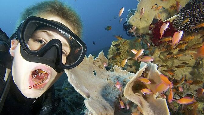 Penyelam membuka mulut menirukan ikan agar udang mau membersihkan giginya di dasar laut.