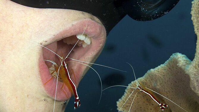 Penyelam membuka mulut menirukan ikan agar udang mau membersihkan giginya di dasar laut.