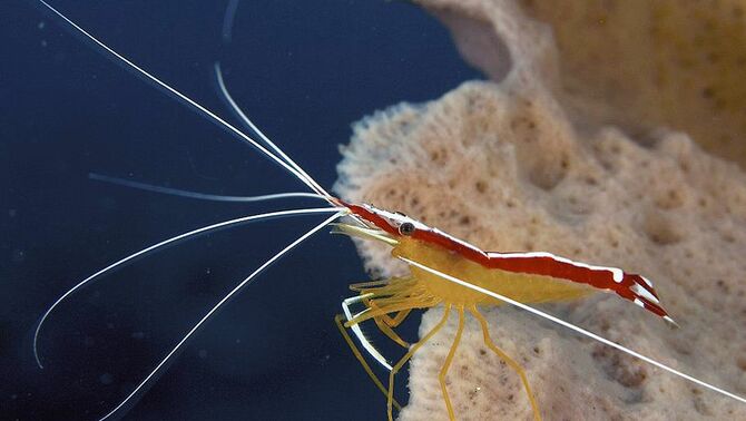 Seekor udang menunggu pelanggan setianya di sebuah koral di dasar laut.