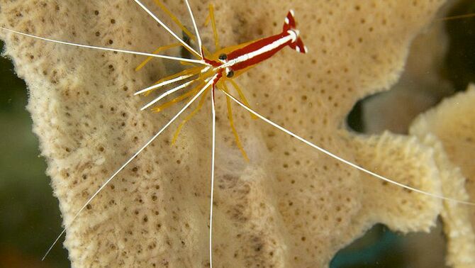 Seekor udang menunggu pelanggan setianya di sebuah koral di dasar laut.
