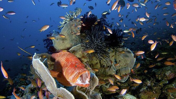 Para udang mulai membersihkan pelanggan setia, seekor ikan besar di 