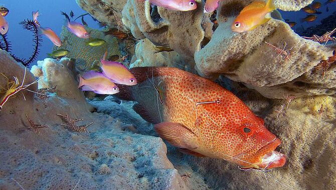 Para udang mulai membersihkan pelanggan setia, seekor ikan besar di 
