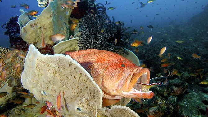 Para udang mulai membersihkan pelanggan setia, seekor ikan besar di 