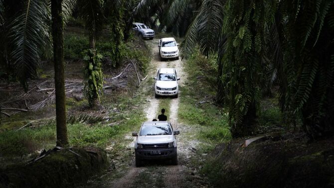 Beberapa Ford All New Ranger memasuki area kebun kelapa sawit milik PTPN 6 di Tanjung Lebar, Sungai Bahar, Jambi, (4/12). BeritaSatu Photo/GA-M Defrizal