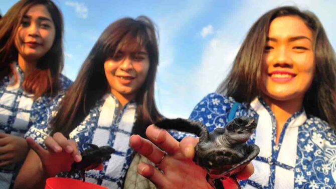 Sejumlah karyawati BCA ikut serta melepas anak penyu di Pantai Boom, Banyuwangi, Jawa Timur. 