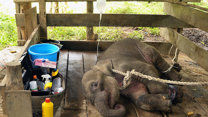 Seekor anak gajah yang mengalami luka serius pada kaki akibat terkena jerat, terbaring di gubuk seusai mendapat pengobatan dari tim dokter hewan Balai Konservasi Sumber Daya Alam (BKSDA) Aceh dan dokter hewan Universitas Syiah Kuala, di Pusat Latihan Gajah (PLG) Saree, Kabupaten Aceh Besar, provinsi Aceh, 3 Mei 2018.