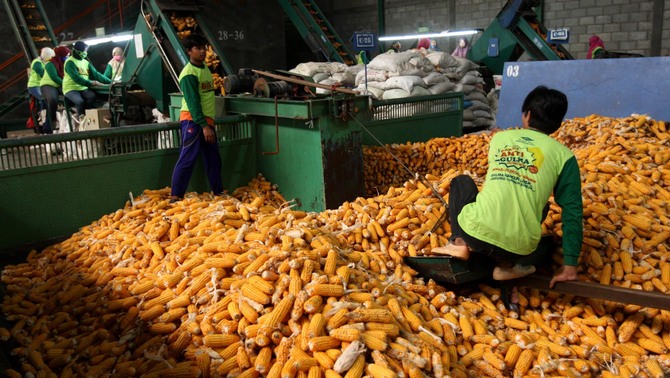 Pekerja beraktivitas di pabrik pengelolaan jagung di Kediri, Jawa Timur, belum lama ini. Ekspor benih jagung hibrida ke Srilanka dan juga Pakistan ditargetkan bisa terpenuhi total 500 ton senilai 1,5 juta dolar AS dan tahun depan diharapkan bisa meningkat menjadi 1.000 ton senilai 3 juta dolar AS.