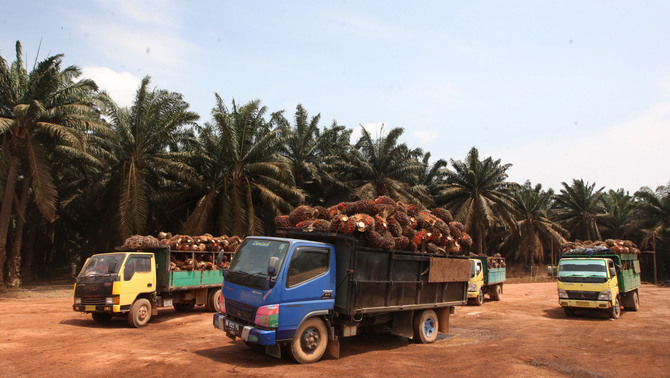 Truk pengangkut sawit membawa hasil panen sawit di perkebunan kelapa sawit di Belitung Barat, Bangka Belitung, Jumat (24/8/2018). Energi masa depan dunia bergantung kepada minyak sawit karena  minyak sawit memiliki potensi besar untuk terus digunakan sebagai minyak makanan dan non makanan. 