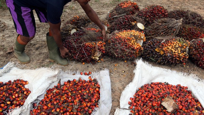 Pekerja mengumpulkan buah sawit di perkebunan kelapa sawit di Belitung Barat, Bangka Belitung, Jumat (24/8/2018). Berkembangnya perkebunan kelapa sawit Indonesia, diakui atau tidak memiliki peranan besar dalam meningkatkan kesejahteraan masyarakat di Indonesia.