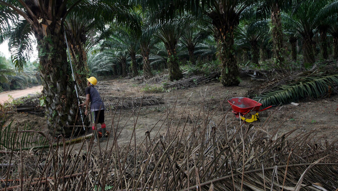Pekerja memetik buah sawit diperkebunan kelapa sawit di Belitung Barat, Bangka Belitung, Jumat (24/8/2018). Industri sawit sering mendapat cap negatif dari beberapa kalangan di negara barat. 