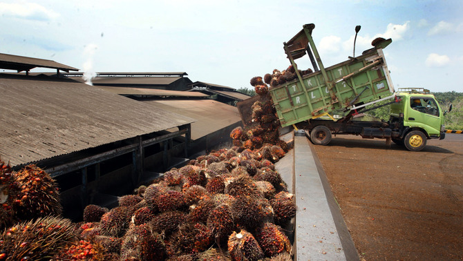Truk pengangkut sawit memindahkan buah sawit ke pabrik pengelolaan minyak sawit di Belitung Barat, Bangka Belitung, Jumat (24/8/2018). Berkembangnya perkebunan kelapa sawit Indonesia, diakui atau tidak memiliki peranan besar dalam meningkatkan kesejahteraan masyarakat di Indonesia.