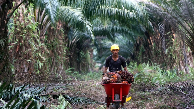 Pekerja mengangkut buah sawit di diperkebunan kelapa sawit di Belitung Barat, Bangka Belitung, Jumat (24/8/2018). Berkembangnya perkebunan kelapa sawit Indonesia, diakui atau tidak memiliki peranan besar dalam meningkatkan kesejahteraan masyarakat di Indonesia.