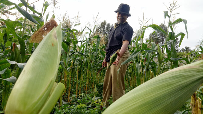Petani jagung, Umar (60 tahun) sedang memetik jagung manis saat panen di kawasan Tajurhalang, Kabupaten Bogor, Jawa Barat, Kamis (31/12/2020).