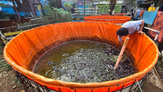 Warga memanen ikan lele yang dibudidayakan di Kampung Tangguh Covid-19 di Pakulonan Barat, Kelapa Dua, Tangerang, Banten, Senin, 7 Juni 2021. Hasil panen tersebut dijual kepada warga sekitar dengan harga lebih murah dari harga pasaran, sebagai bagian upaya dari ketahanan pangan warga di masa pandemi Covid-19. 