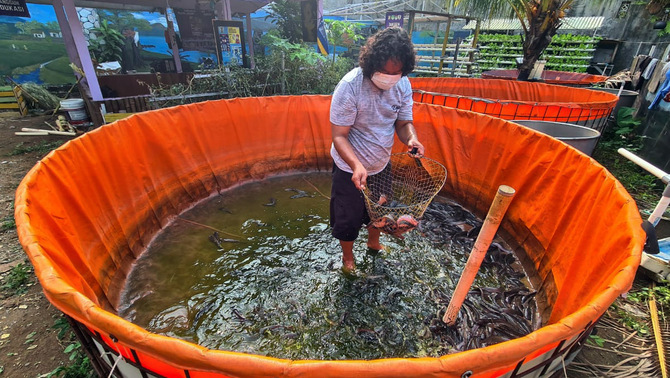 Warga memanen ikan lele yang dibudidayakan di Kampung Tangguh Covid-19 di Pakulonan Barat, Kelapa Dua, Tangerang, Banten, Senin, 7 Juni 2021. Hasil panen tersebut dijual kepada warga sekitar dengan harga lebih murah dari harga pasaran, sebagai bagian upaya dari ketahanan pangan warga di masa pandemi Covid-19. 