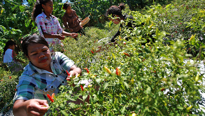 Sejumlah petani perempuan binaan Plan Internasional Indonesia memetik cabai sebelum menghadiri acara penutupan proyek pemberdayaan ekonomi kaum muda ( Young Women Economic Empowerment/ YWEE) yang di selengggarakan oleh Plan Internasional Indonesia di Kupang, 23 Mei 2016.