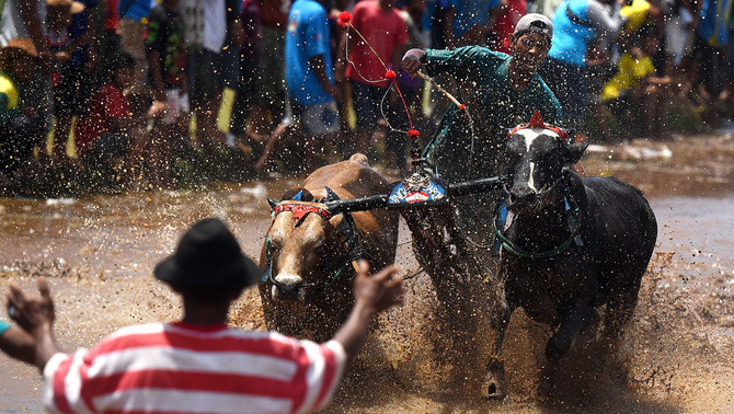 Peserta memacu sapinya pada lomba Karapan Sapi Brujul di Probolinggo, Jawa Timur, 3 April 2016. Antara/Zabur Karuru