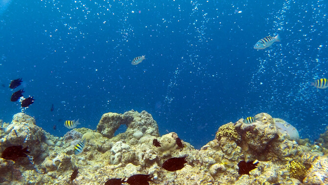 Pemandangan bawah laut di Taman Nasional Laut Bunaken, Manado, Sulawesi Utara, 31 Maret 2016. FOTO: BeritaSatu Photo/Danung Arifin