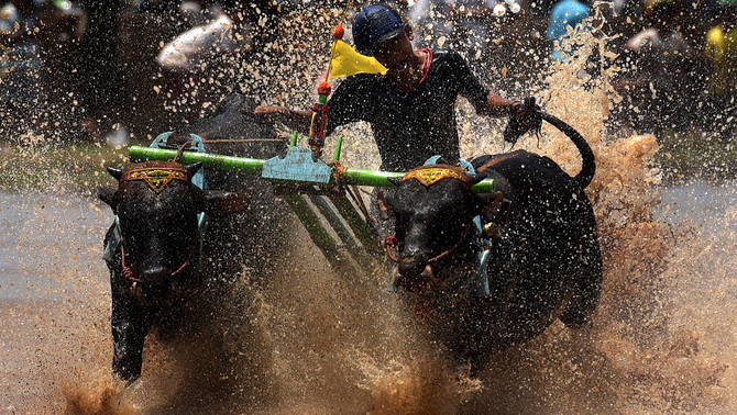 Peserta memacu sapinya pada lomba Karapan Sapi Brujul di Probolinggo, Jawa Timur, 3 April 2016. Antara/Zabur Karuru