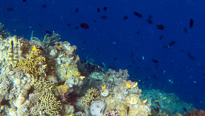 Pemandangan bawah laut di Taman Nasional Laut Bunaken, Manado, Sulawesi Utara, 31 Maret 2016. FOTO: BeritaSatu Photo/Danung Arifin