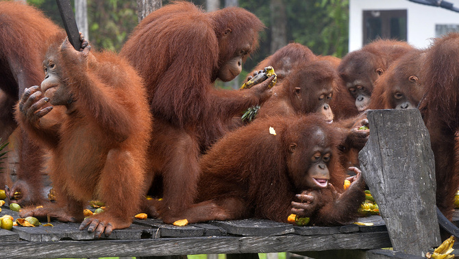 Sejumlah Orangutan (Pongo pygmaeus wurmbii) makan buah usai berlatih hidup di alam liar di Borneo Orangutan Survival Foundation (BOS), Nyaru Menteng, Palangka Raya, Kalteng, 30 Oktober 2015. Antara/Saptono