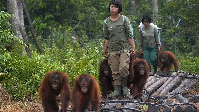 Seorang pengasuh bercanda dengan Orangutan (Pongo pygmaeus wurmbii) asuhannya di Borneo Orangutan Survival Foundation (BOS), Nyaru Menteng, Palangka Raya, Kalteng, 30 Oktober 2015. Antara/Saptono