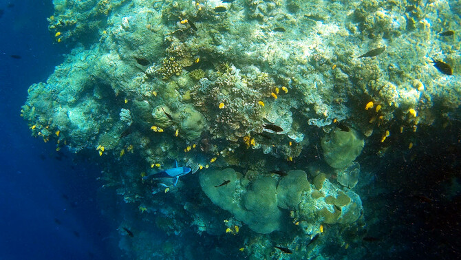 Pemandangan bawah laut di Taman Nasional Laut Bunaken, Manado, Sulawesi Utara, 31 Maret 2016. FOTO: BeritaSatu Photo/Danung Arifin