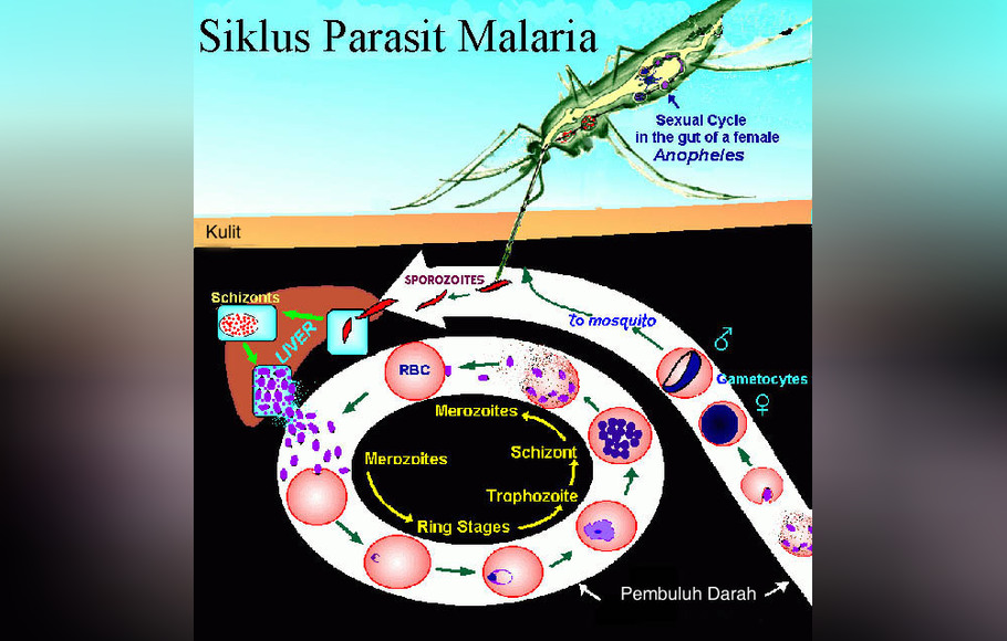 Малярия в странах азии