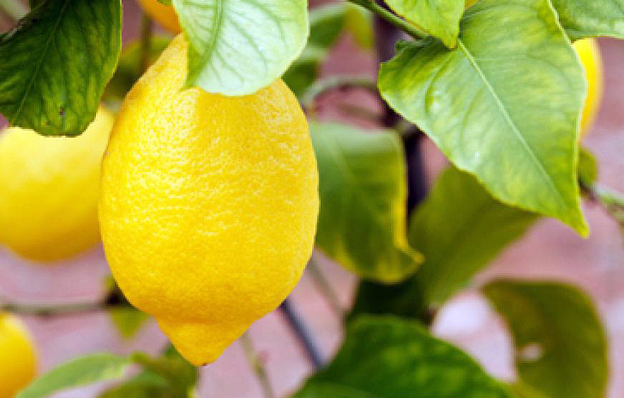 Лазерный лимон цвет. Готовый проекты по теме лимон.. Как ухаживать за лимонами за начинающими