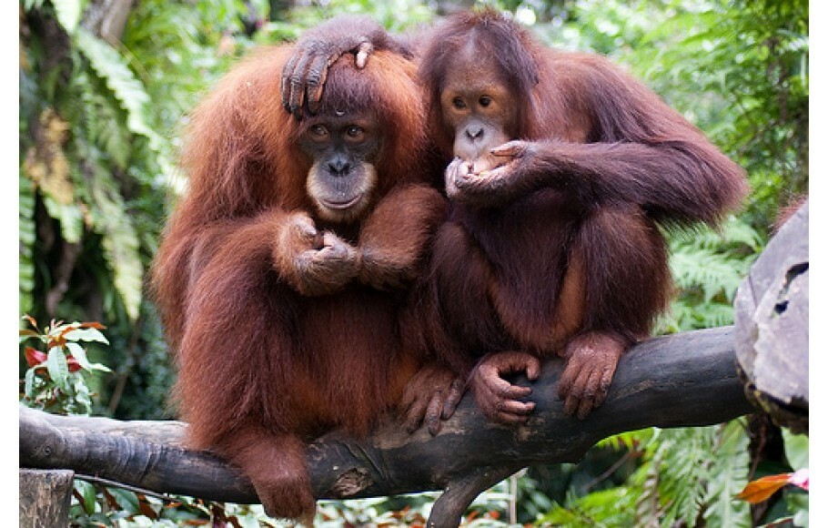 Орангутан и шимпанзе. Исполинский бурый орангутанг. Два орангутанга. Орангутанги обнимаются.