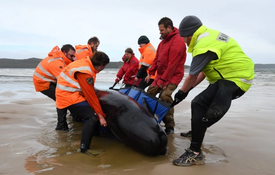 Tim penyelamat bekerja keras memindahkan sekumpulan paus yang terdampar di pantai di Macquarie Harbour, pantai barat berbatu Tasmania, Australia, Selasa (22/9/2020).
