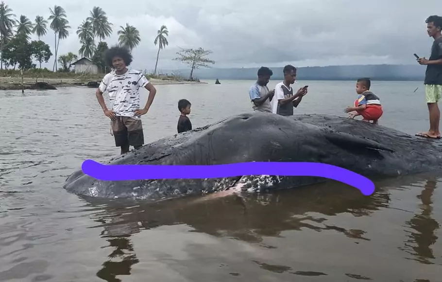 Seekor paus yang panjangnya 9 meter ditemukan warga mati dan terdampar di pantai Desa Jiko Tamu, Kecamatan Obi, Kabupaten Halmahera Selatan, Provinsi Maluku Utara, Kamis, 7 Januari 2021.