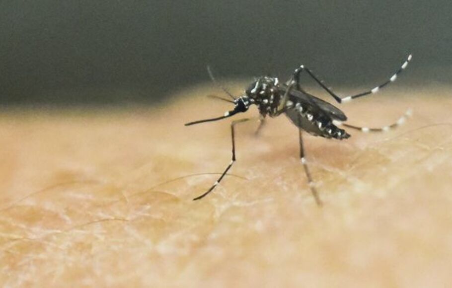 “World Malaria Day: Definition, Symptoms, Treatment, and Prevention in Indonesia”