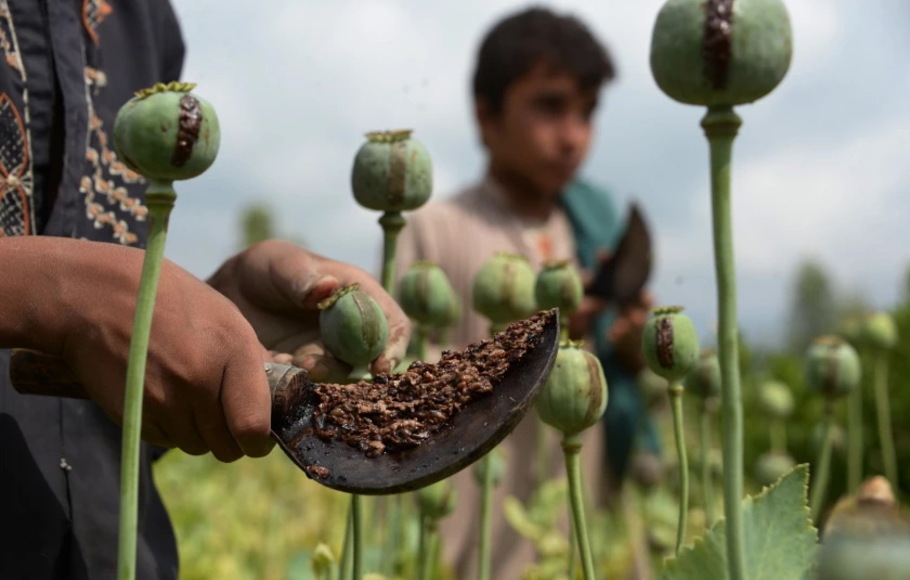 Jejak Penggunaan Opium Ditemukan Di Ritual Penguburan Abad 14 SM