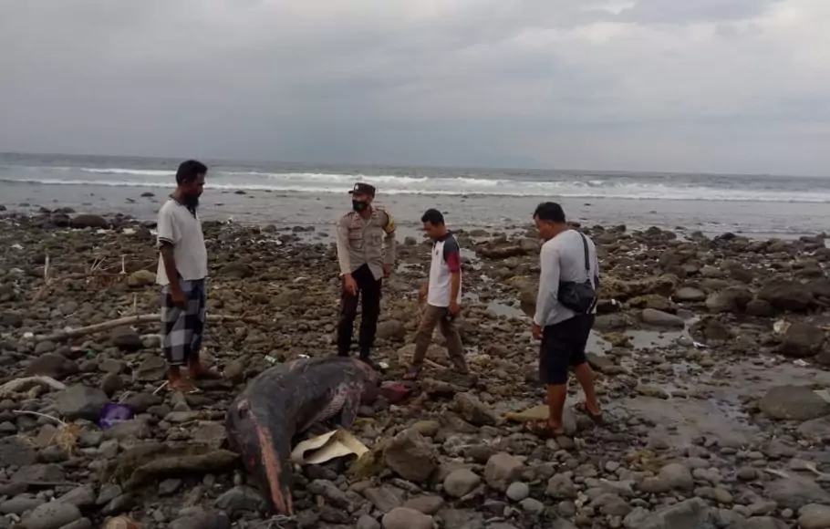Warga menemukan bangkai paus yang terdampar di Pantai Pemalikan Alit, Dusun Selegong Desa Batu Putih Kecamatan Sekotong, Lombok Barat, Rabu, 2 Februari 2022. 