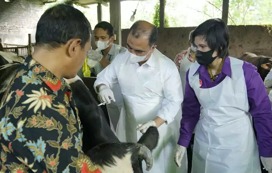 Pemberian vaksinasi PMK pada hewan ternak sapi di Desa Tanjung Sari, Sidoarjo, Jawa Timur pada Selasa 14 Juni 2022.