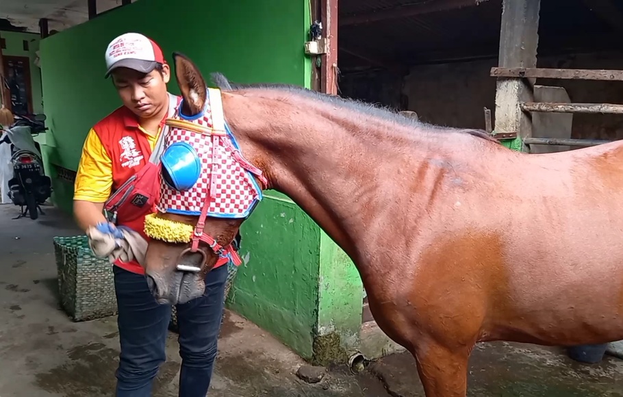 Kuda yang akan dipakai untuk menarik kereta kencana mempelai Kaesang Pangarep dan Erina Gudono