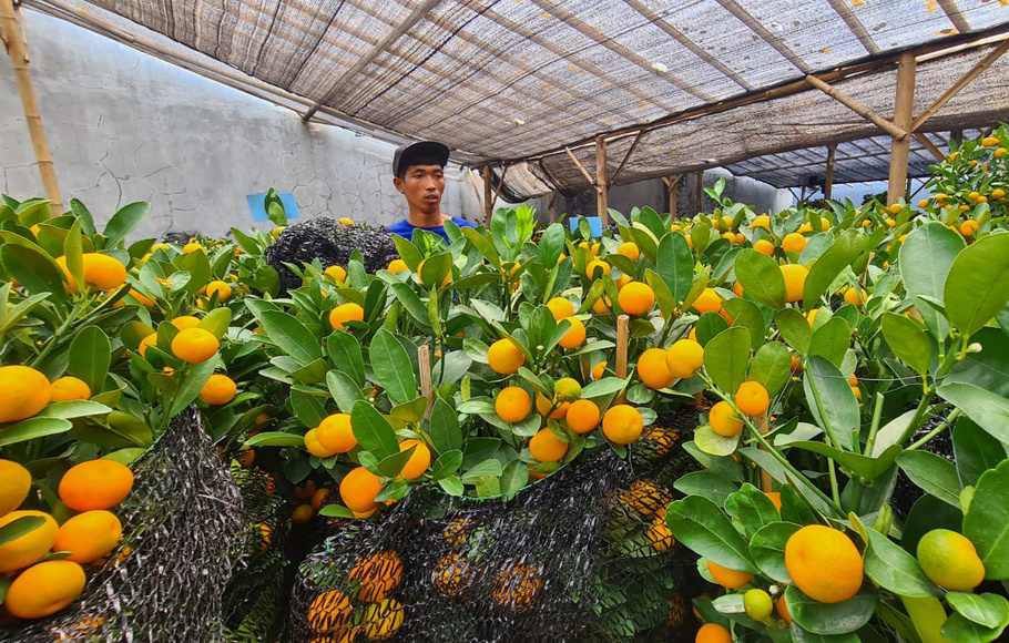 Pohon Jeruk Untuk Imlek