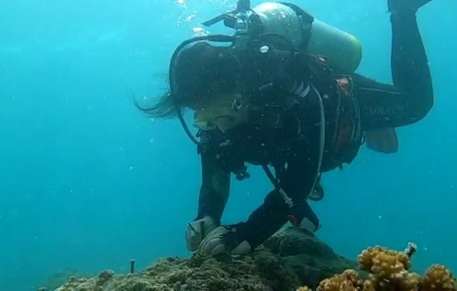 Komunitas penyelam perempuan Kupang melakukan transplantasi anakan terumbu karang yang rusak akibat badai Seroja beberapa waktu lalu, di wilayah pantai Namosain, Kota Kupang, Nusa Tenggara Timur (NTT).