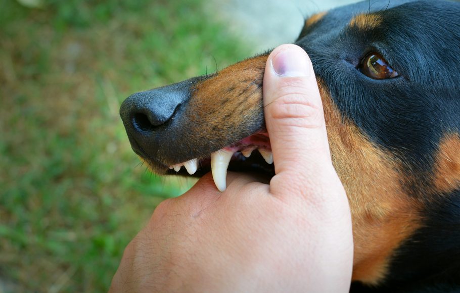 The History of Rabies in Indonesia: From the Dutch East Indies to Present Day