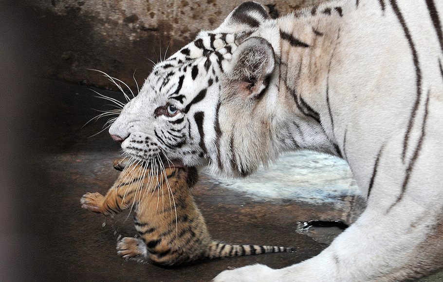 2 Bayi Harimau Benggala Lahir Di Bali Zoo