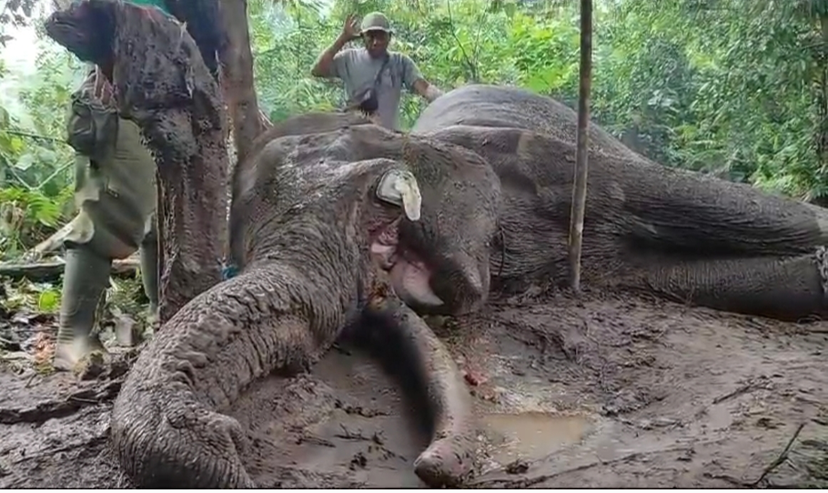 Gajah Rahman tergeletak lemas diduga usai memakan pepaya yang diracun di TNTN Tesso Nilo, Kabupaten Pelalawan, Riau. - (Beritasatu.com/Effendi Rusli)