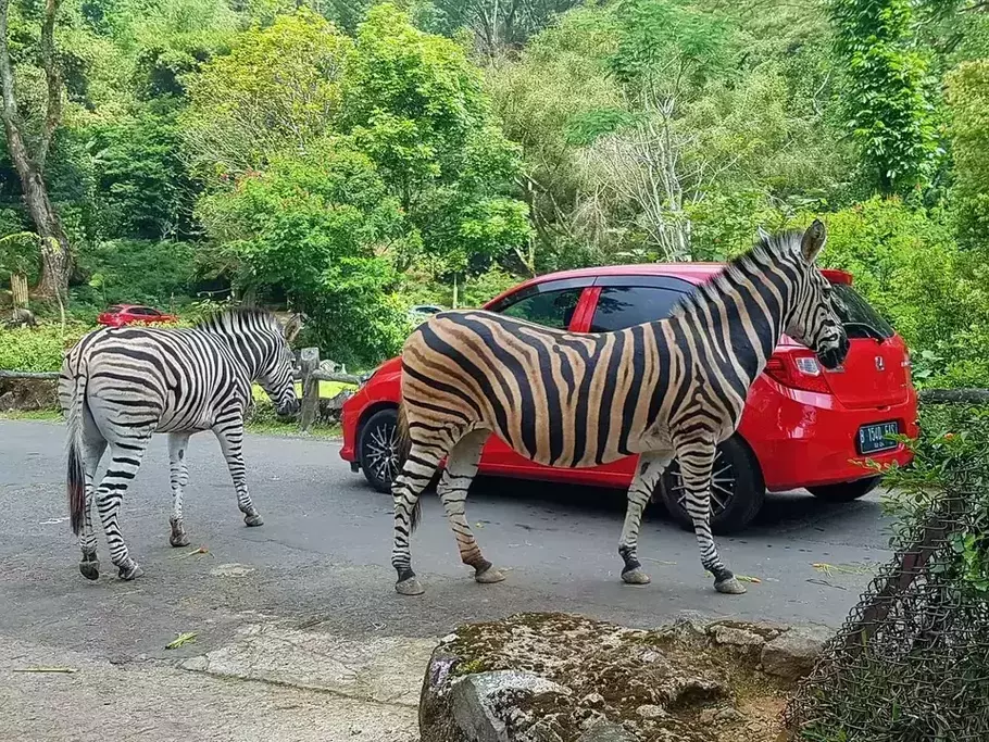 Kasus pemain sirkus OCI membawa dampak terhadap kunjungan wisatawan ke Taman Safari. - (Beritasatu.com/Istimewa)